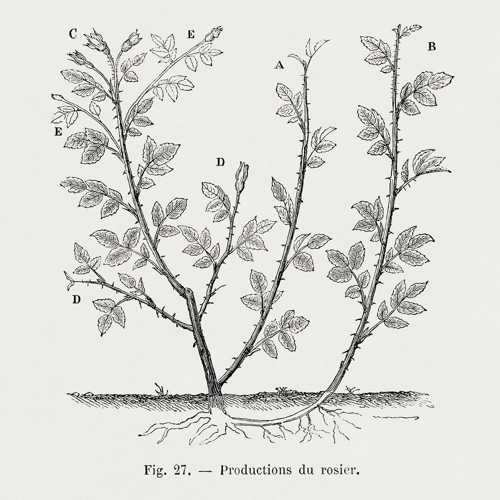 Production of rose bush, vintage botanical illustration by Fran&ccedil;ois-Fr&eacute;d&eacute;ric Grobon. Public domain…