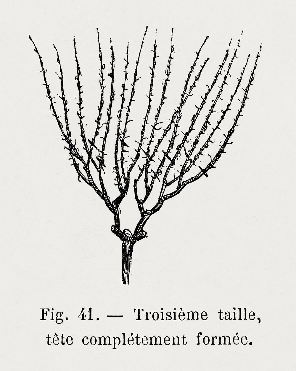 Three sizes after pruning rose, vintage gardening illustration by Fran&ccedil;ois-Fr&eacute;d&eacute;ric Grobon. Public…