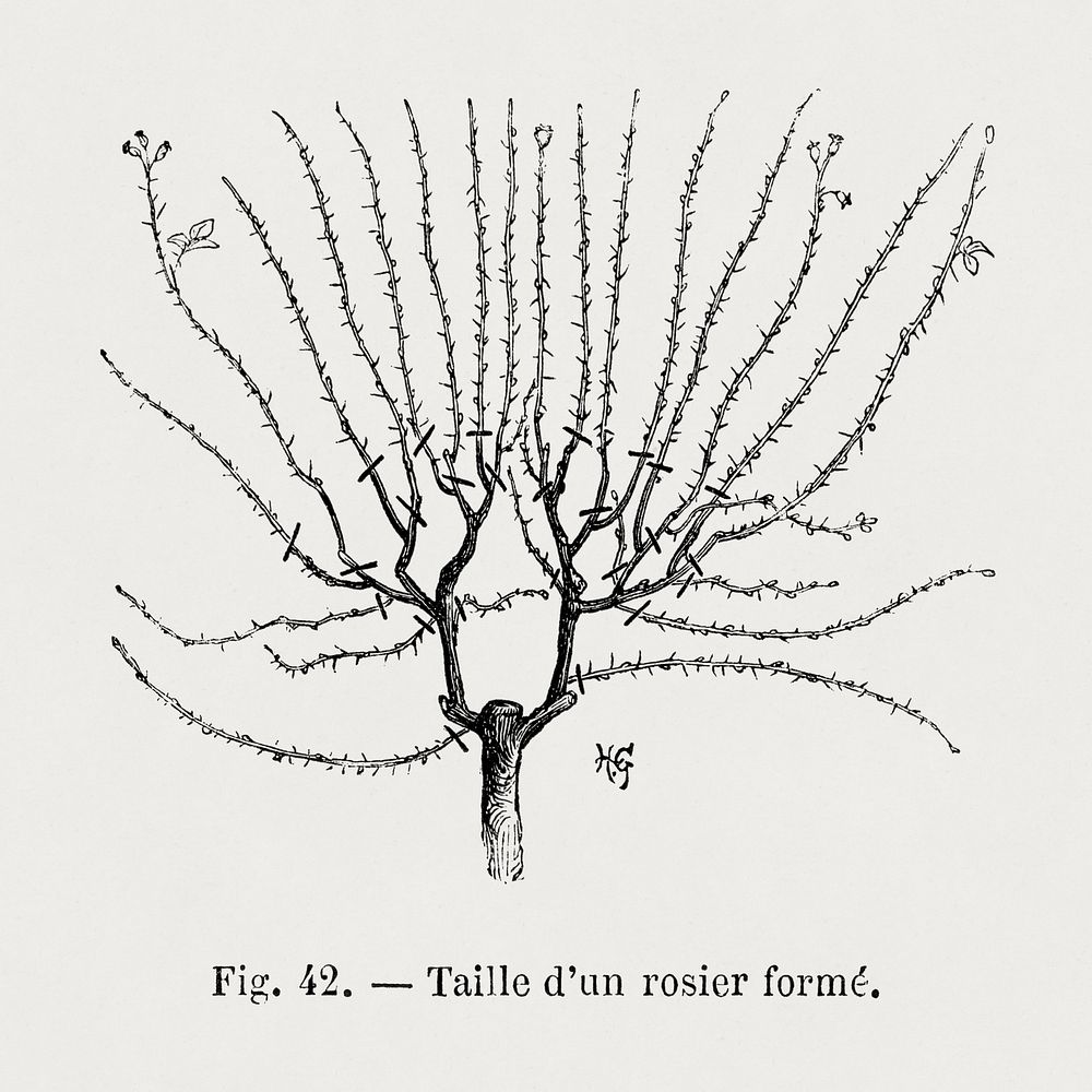 Size of a rosebush shape, vintage gardening illustration by Fran&ccedil;ois-Fr&eacute;d&eacute;ric Grobon. Public domain…