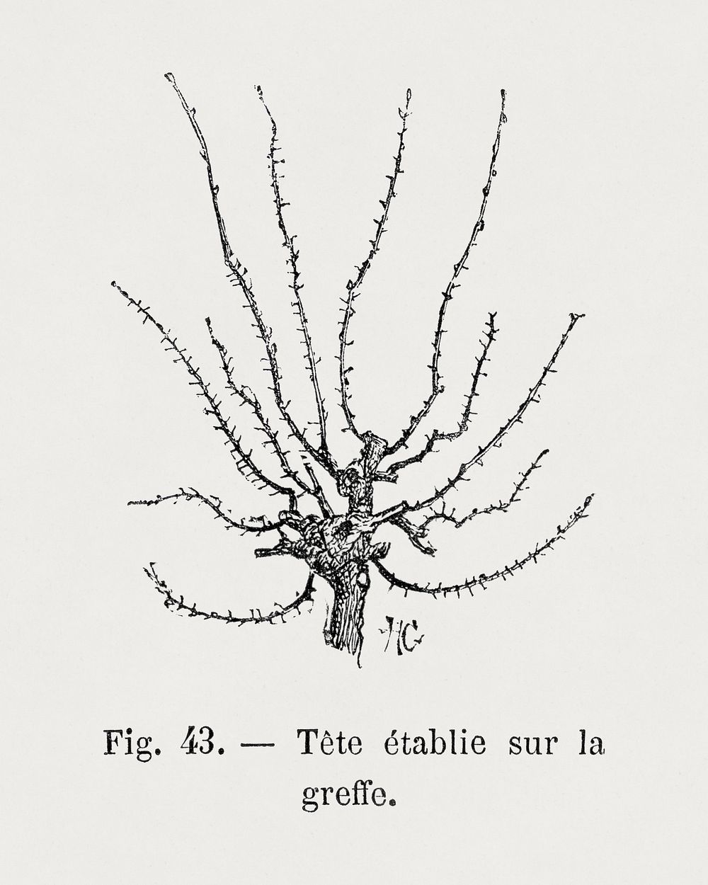 Head established on the graft, vintage gardening illustration by Fran&ccedil;ois-Fr&eacute;d&eacute;ric Grobon. Public…