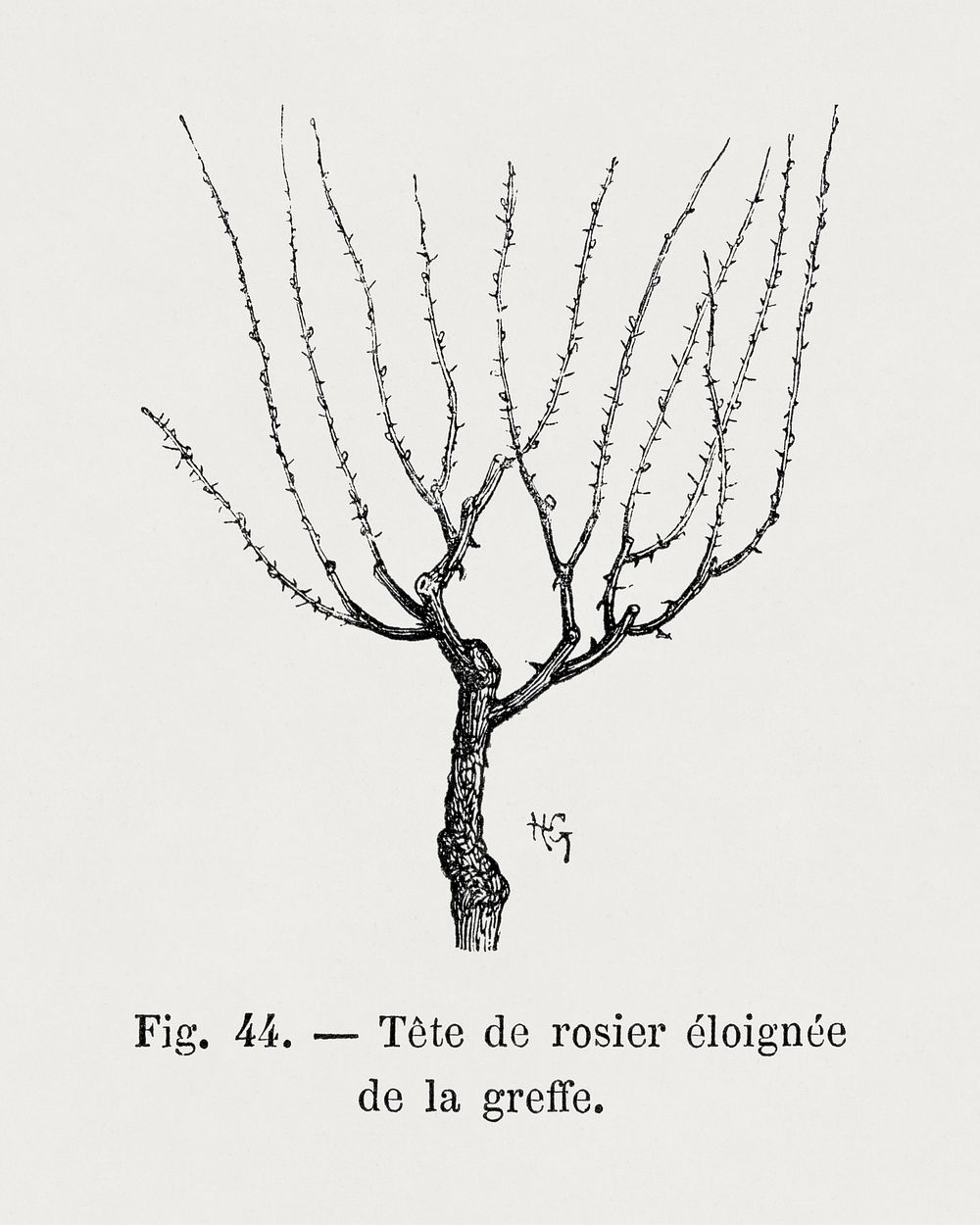 Rose head away from the graft, vintage gardening illustration by Fran&ccedil;ois-Fr&eacute;d&eacute;ric Grobon. Public…