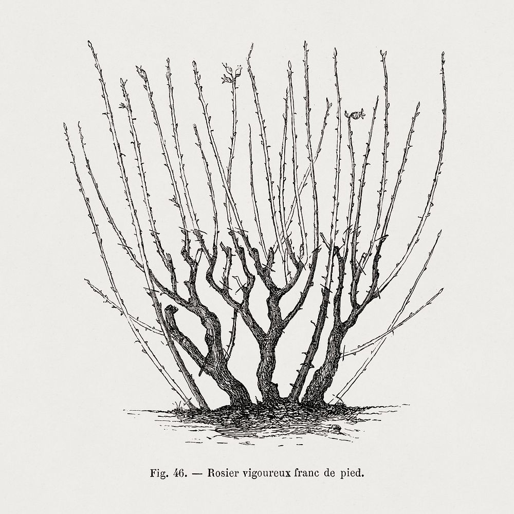 Standing rosebush, vintage gardening illustration by Fran&ccedil;ois-Fr&eacute;d&eacute;ric Grobon. Public domain image from…