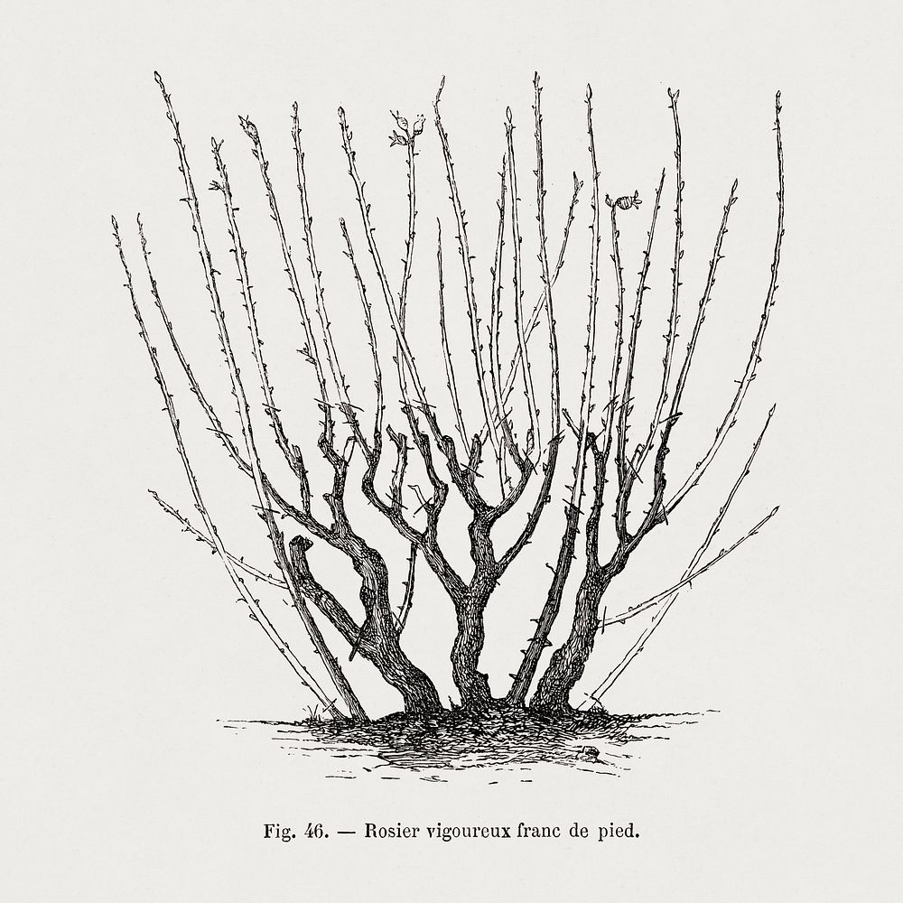 Standing rosebush, vintage gardening illustration by François-Frédéric Grobon. Public domain image from our own 1873 edition…