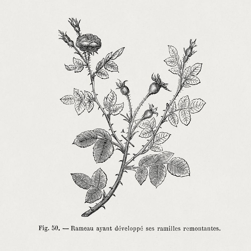Rose twig developed its ascending twigs, vintage gardening illustration by Fran&ccedil;ois-Fr&eacute;d&eacute;ric Grobon.…