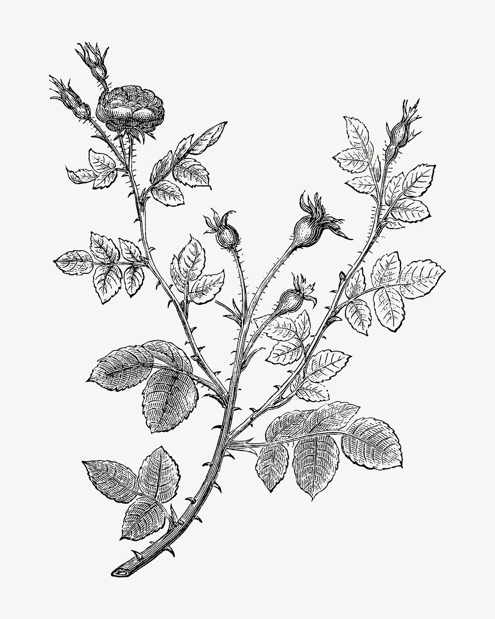 Vintage rose branches, black & white flower collage element psd  by François-Frédéric Grobon. Remixed by rawpixel.