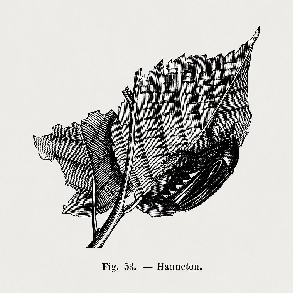 Cockchafer on a leaf, vintage insect illustration by François-Frédéric Grobon. Public domain image from our own 1873 edition…