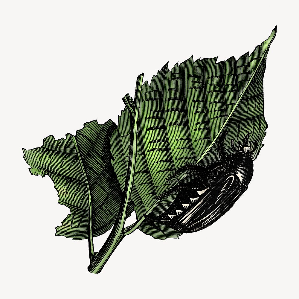 Cockchafer on a leaf, vintage insect illustration by François-Frédéric Grobon. Remixed by rawpixel.