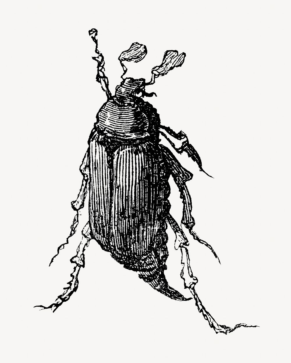 Dung beetle, vintage insect illustration by François-Frédéric Grobon. Remixed by rawpixel.