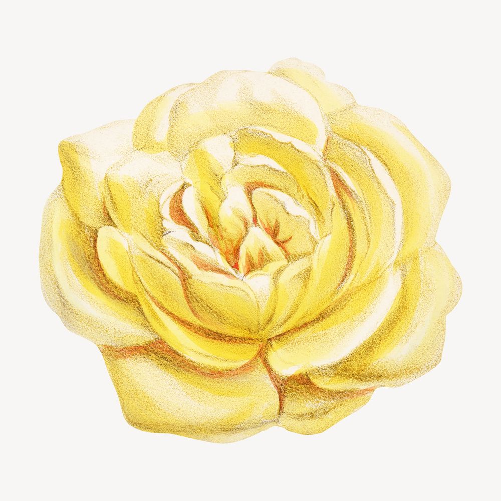 Yellow rose, vintage French flower illustration by François-Frédéric Grobon. Remixed by rawpixel.