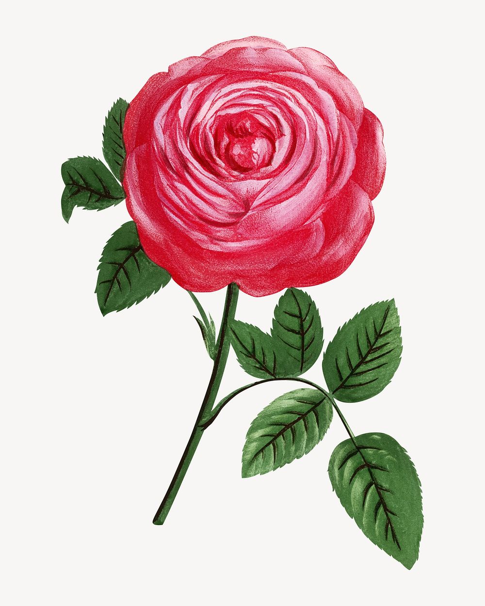 Bright pink rose, French flower vintage illustration by François-Frédéric Grobon. Remixed by rawpixel.