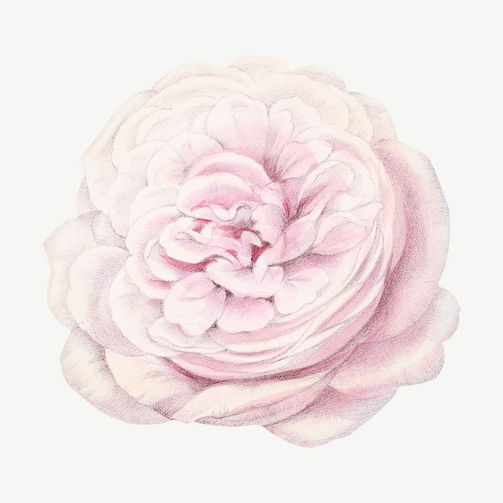 Light pink rose, French flower vintage collage element psd  by François-Frédéric Grobon. Remixed by rawpixel.