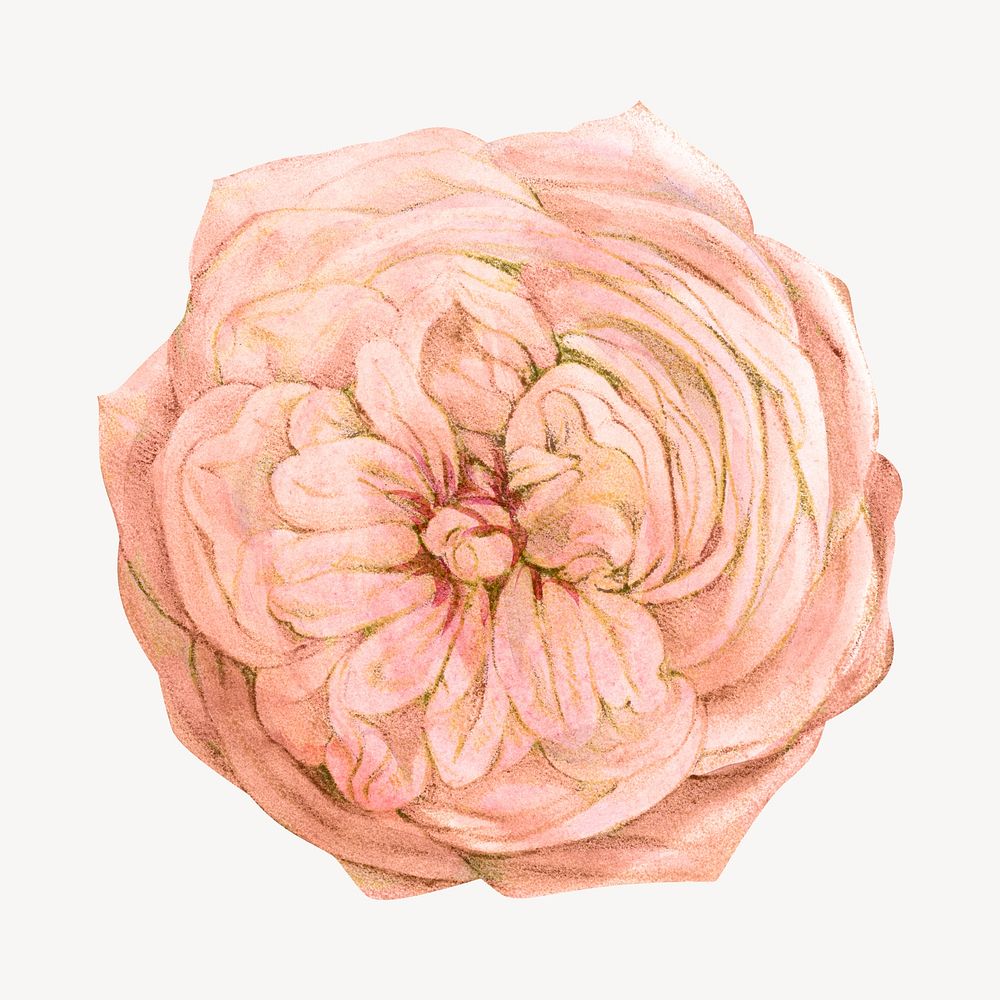 Pastel pink rose, French flower vintage illustration by François-Frédéric Grobon. Remixed by rawpixel.