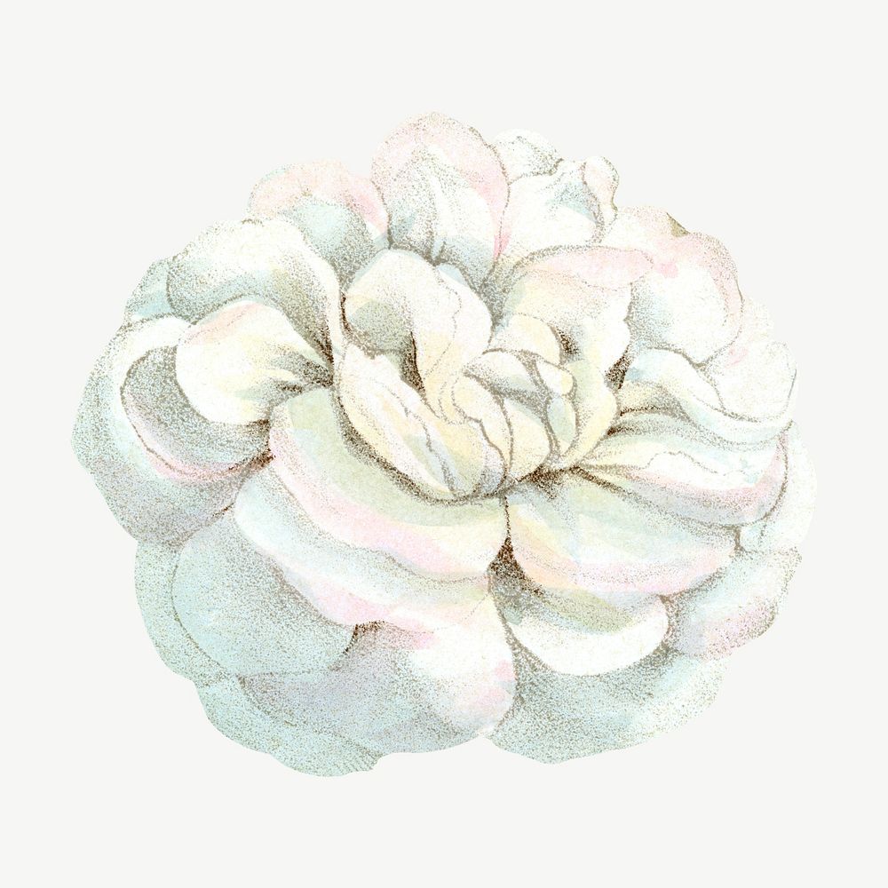 White rose, French flower vintage collage element psd  by François-Frédéric Grobon. Remixed by rawpixel.