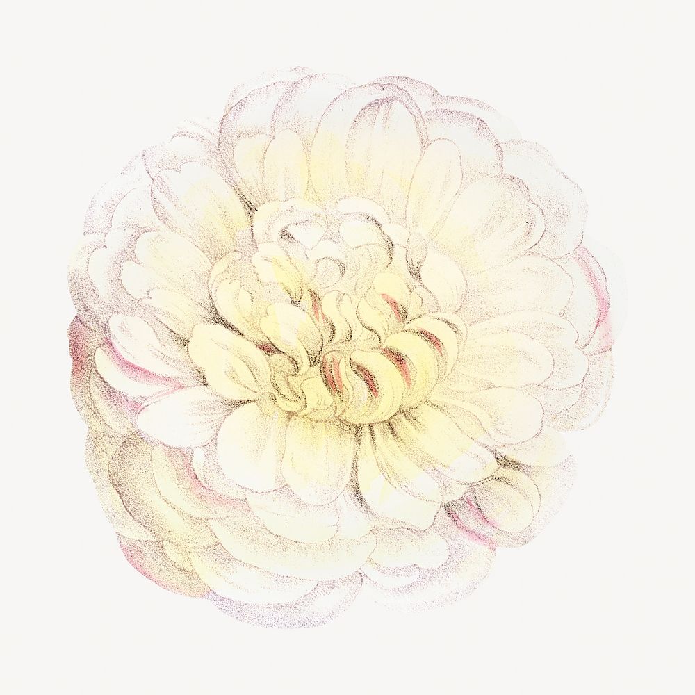 White rose, French flower vintage illustration by François-Frédéric Grobon. Remixed by rawpixel.