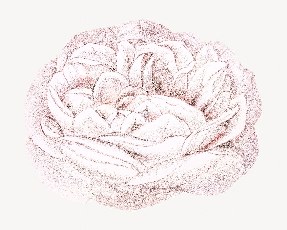 Light pink rose, French flower vintage illustration by François-Frédéric Grobon. Remixed by rawpixel.
