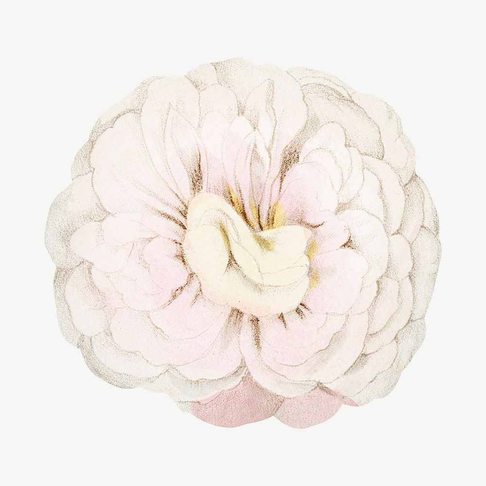 Light pink rose, French flower vintage collage element psd  by François-Frédéric Grobon. Remixed by rawpixel.