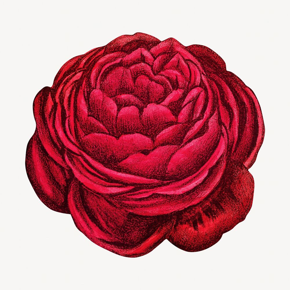 Red rose, French flower vintage illustration by François-Frédéric Grobon. Remixed by rawpixel.