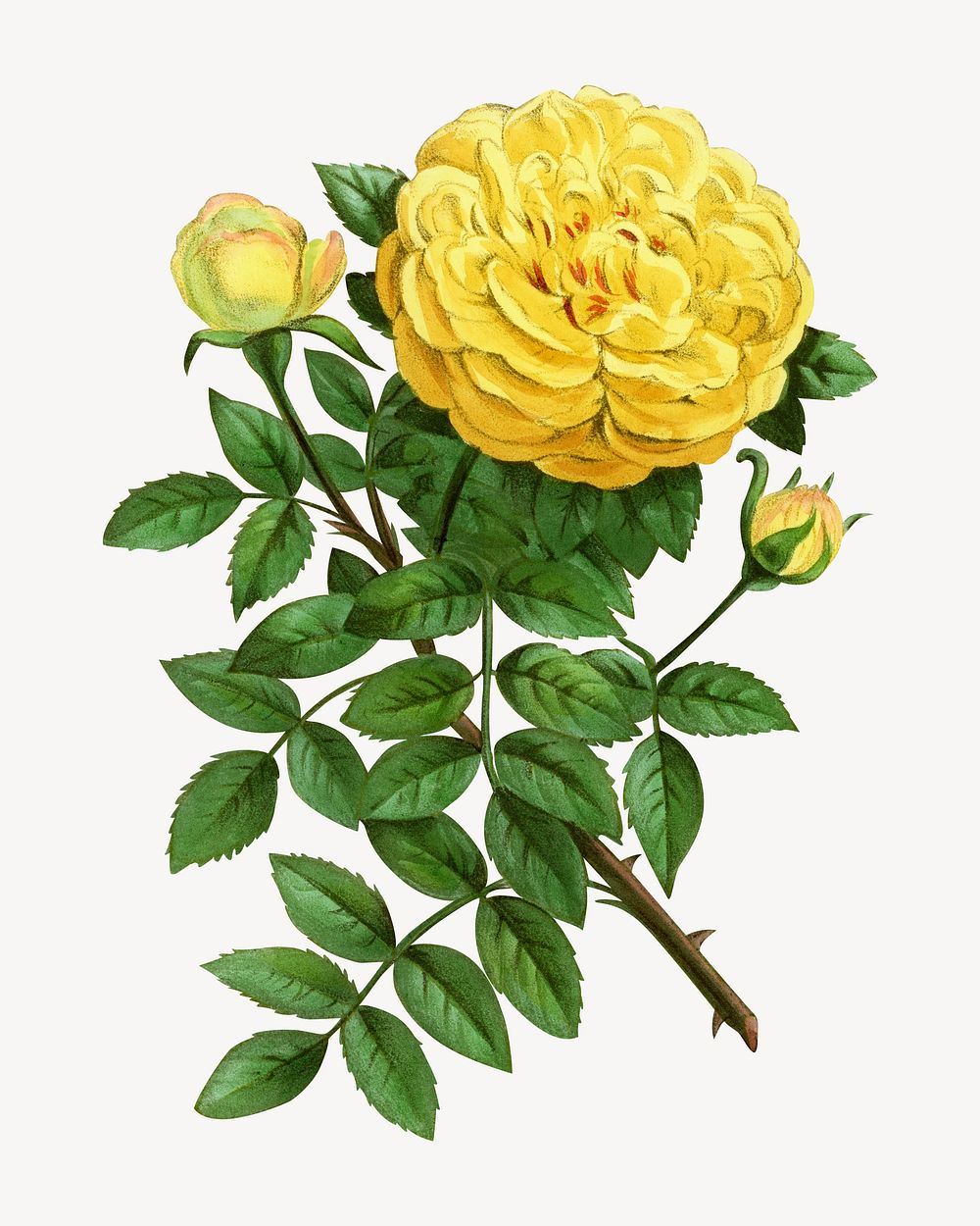Yellow rose, French flower vintage illustration by François-Frédéric Grobon. Remixed by rawpixel.