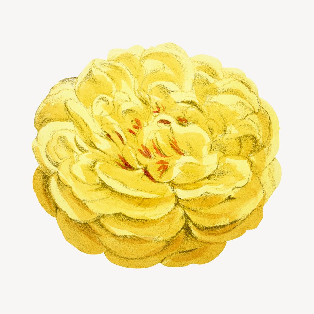 Yellow rose, French flower vintage illustration by François-Frédéric Grobon. Remixed by rawpixel.
