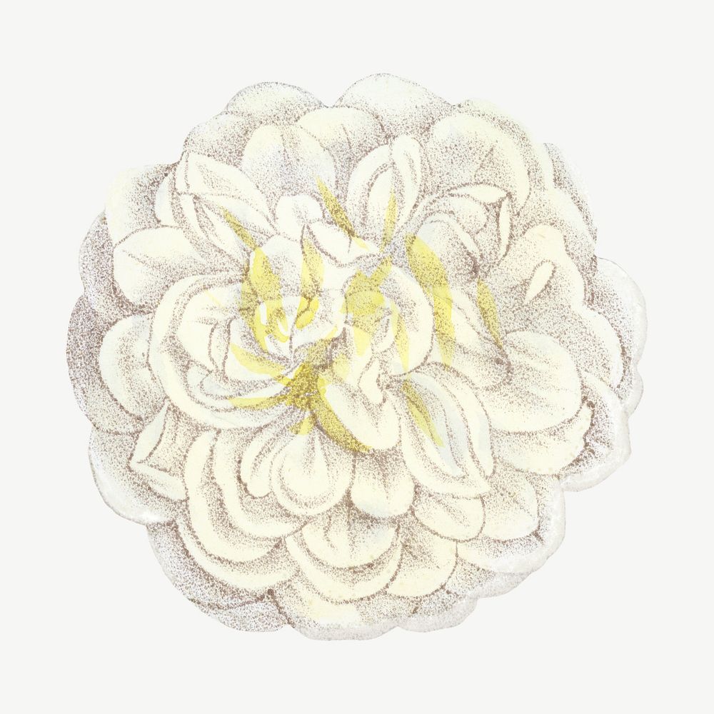 White rose, French flower vintage | Premium PSD Illustration - rawpixel