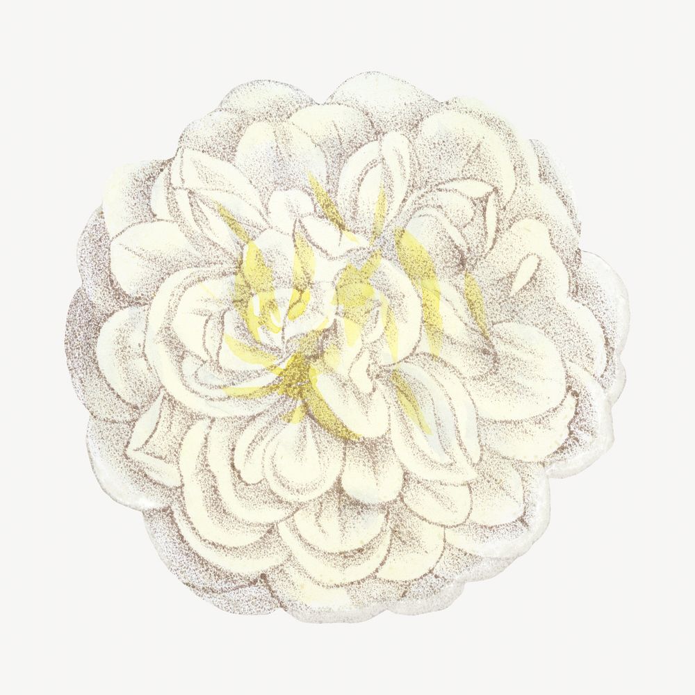 White rose, French flower vintage illustration by François-Frédéric Grobon. Remixed by rawpixel.