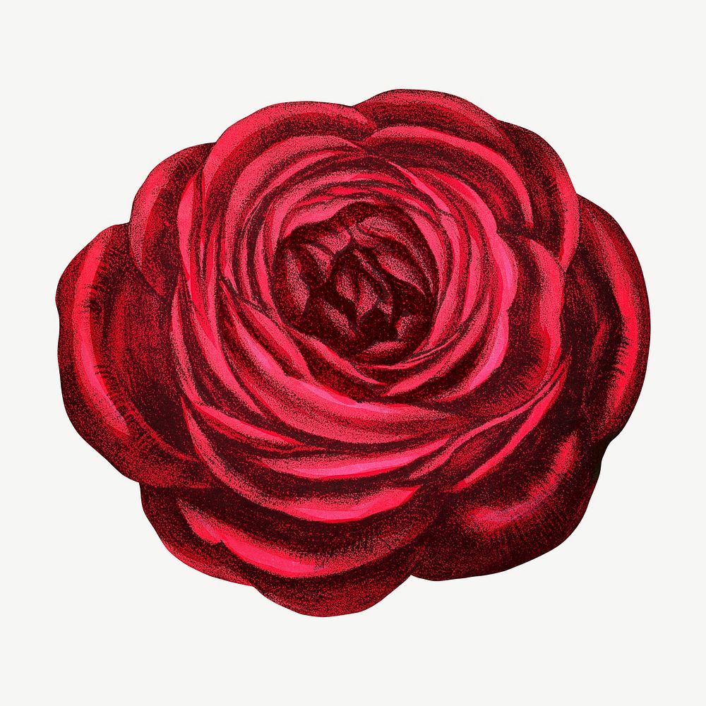Red rose, French flower vintage collage element psd  by François-Frédéric Grobon. Remixed by rawpixel.