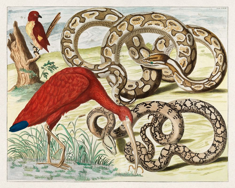Red Ibis, Eudocimus ruber (1734) chromolithograph by Albertus Seba. Original public domain image from Wikipedia. Digitally…