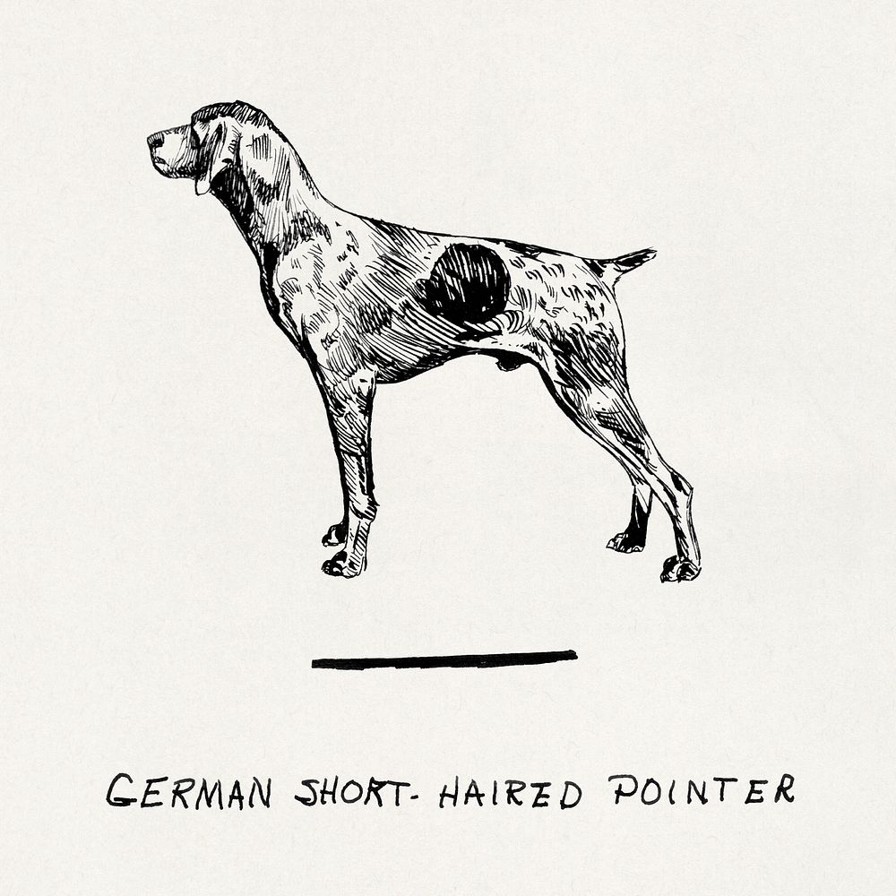 German short-haired pointer (2007) drawing by Pearson Scott Foresman. Original public domain image from Wikipedia. Digitally…