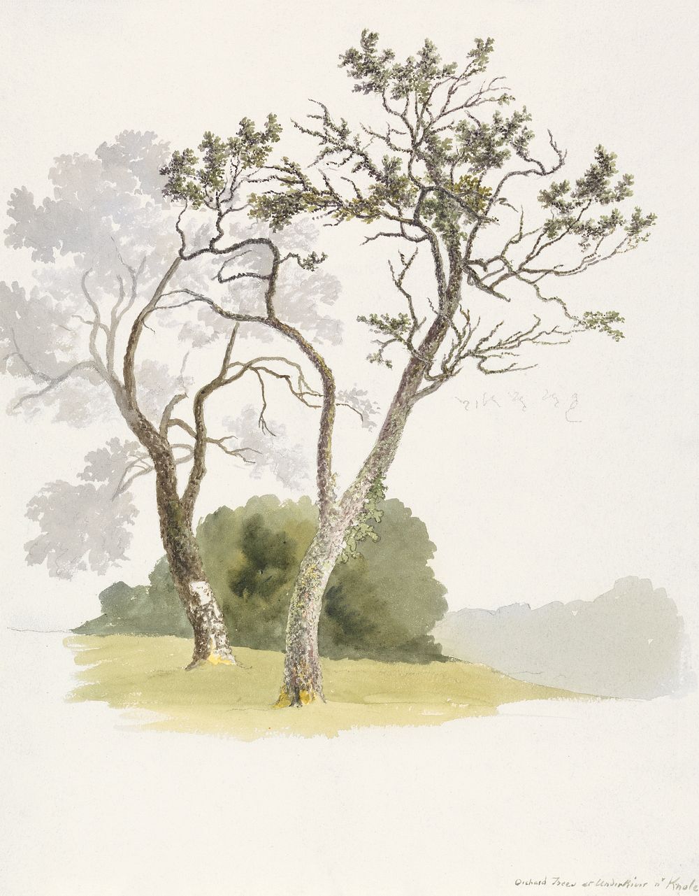 Orchard Trees at Under River near Knole (1826), vintage nature illustration by Robert Hills. Original public domain image…