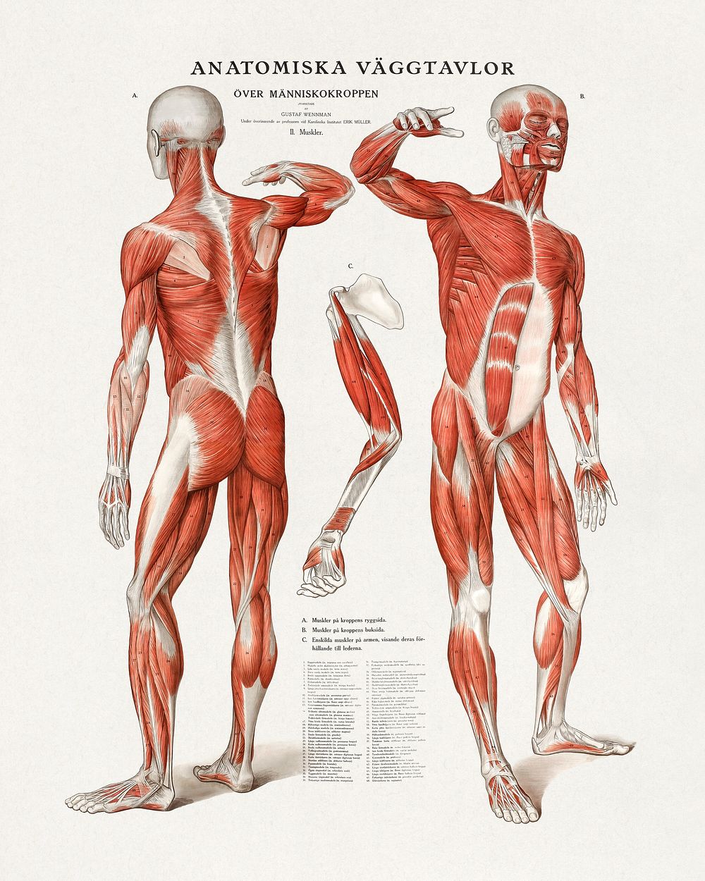 Anatomical poster (1920) chromolithograph art by Gustaf Wennman. Original public domain image from Wikimedia Commons.…
