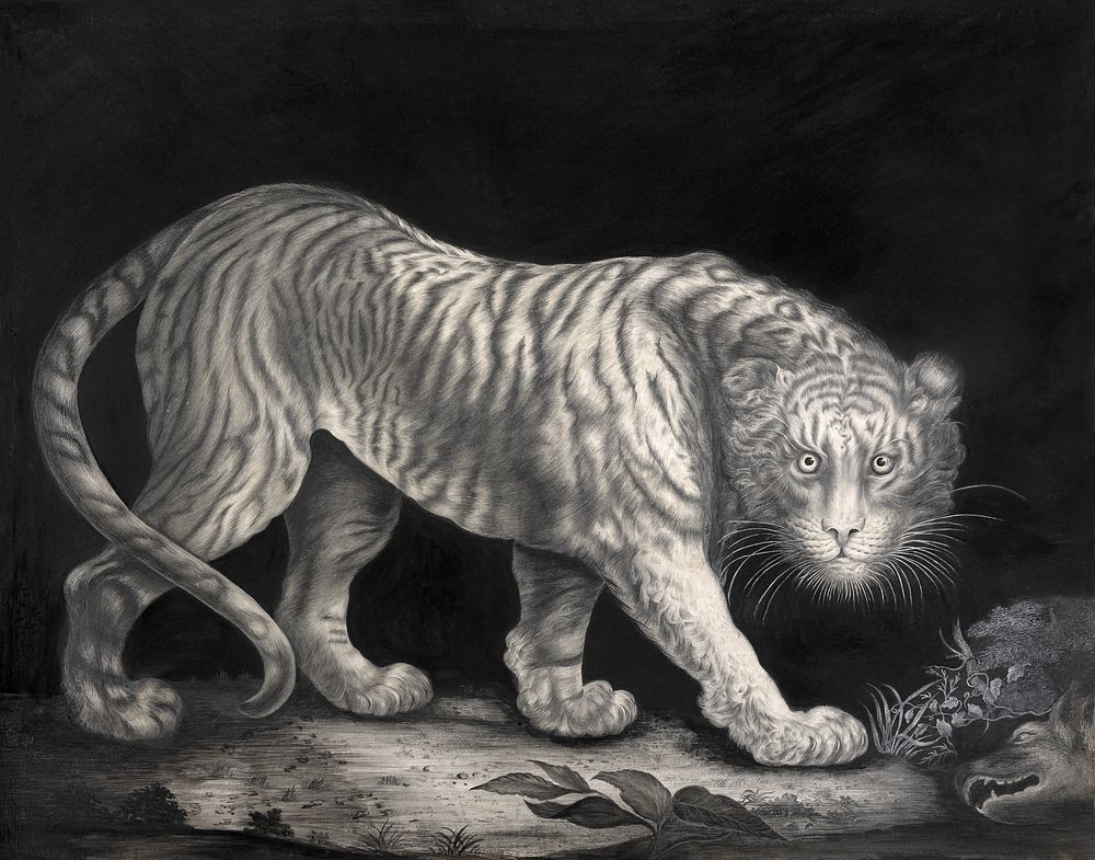 A Prowling Tiger (1800) watercolor art by Elizabeth Pringle. Original public domain image from Yale Center for British Art.…