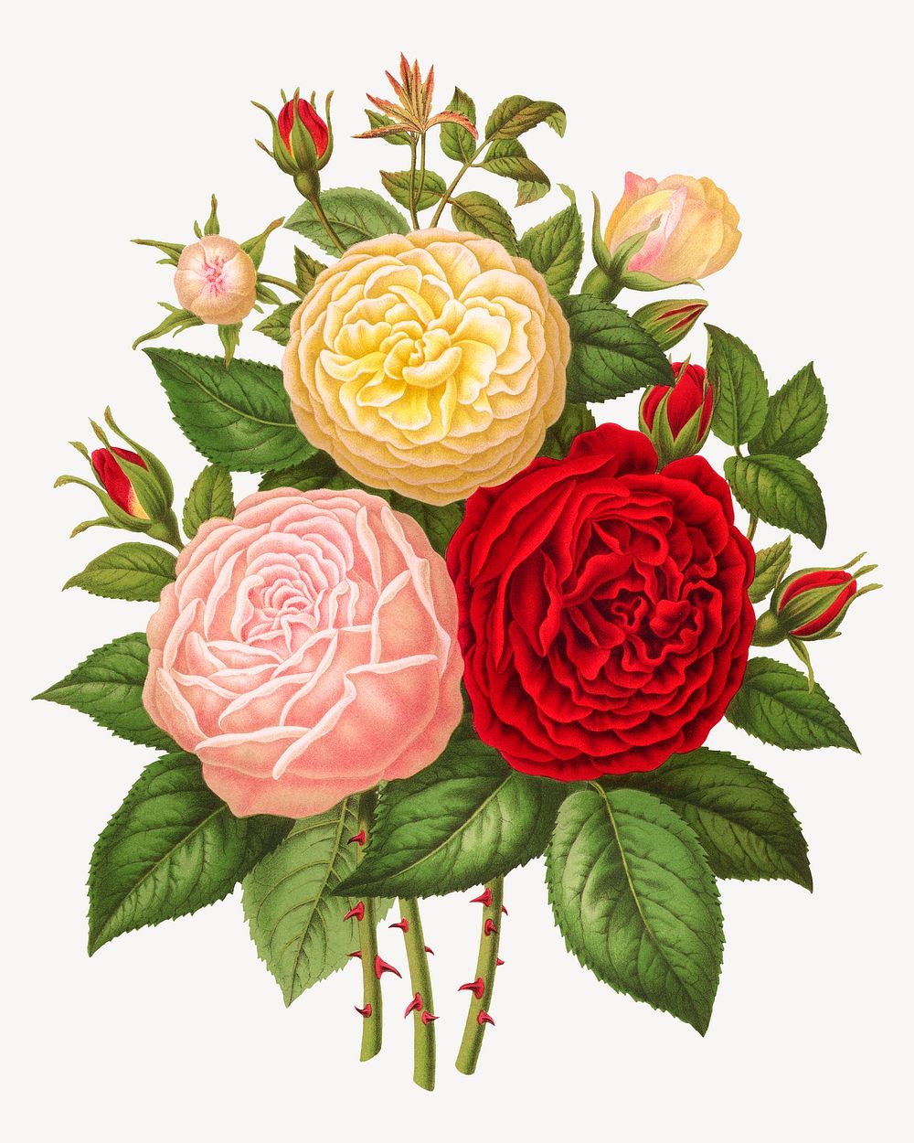 Vintage roses illustration. Remixed from our own original 1879 edition of Nederlandsche Flora en Pomona. 
