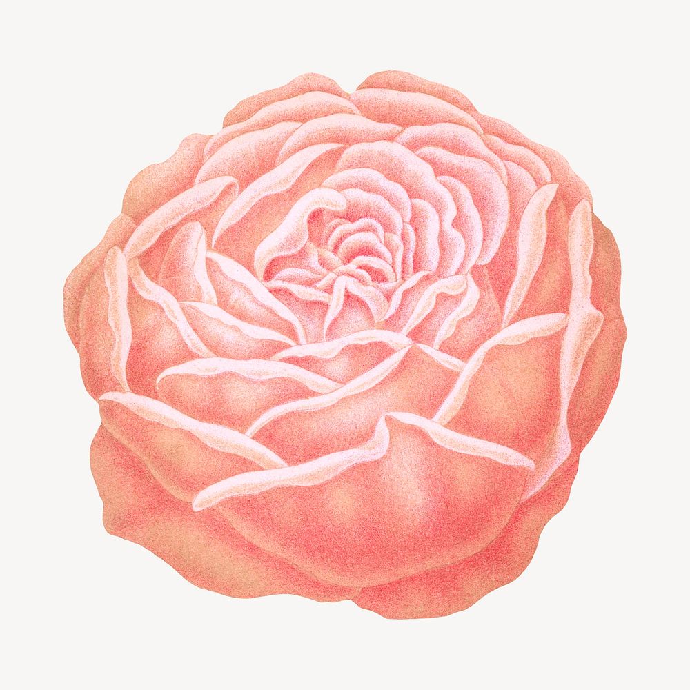 Vintage pink rose illustration. Remixed from our own original 1879 edition of Nederlandsche Flora en Pomona. 