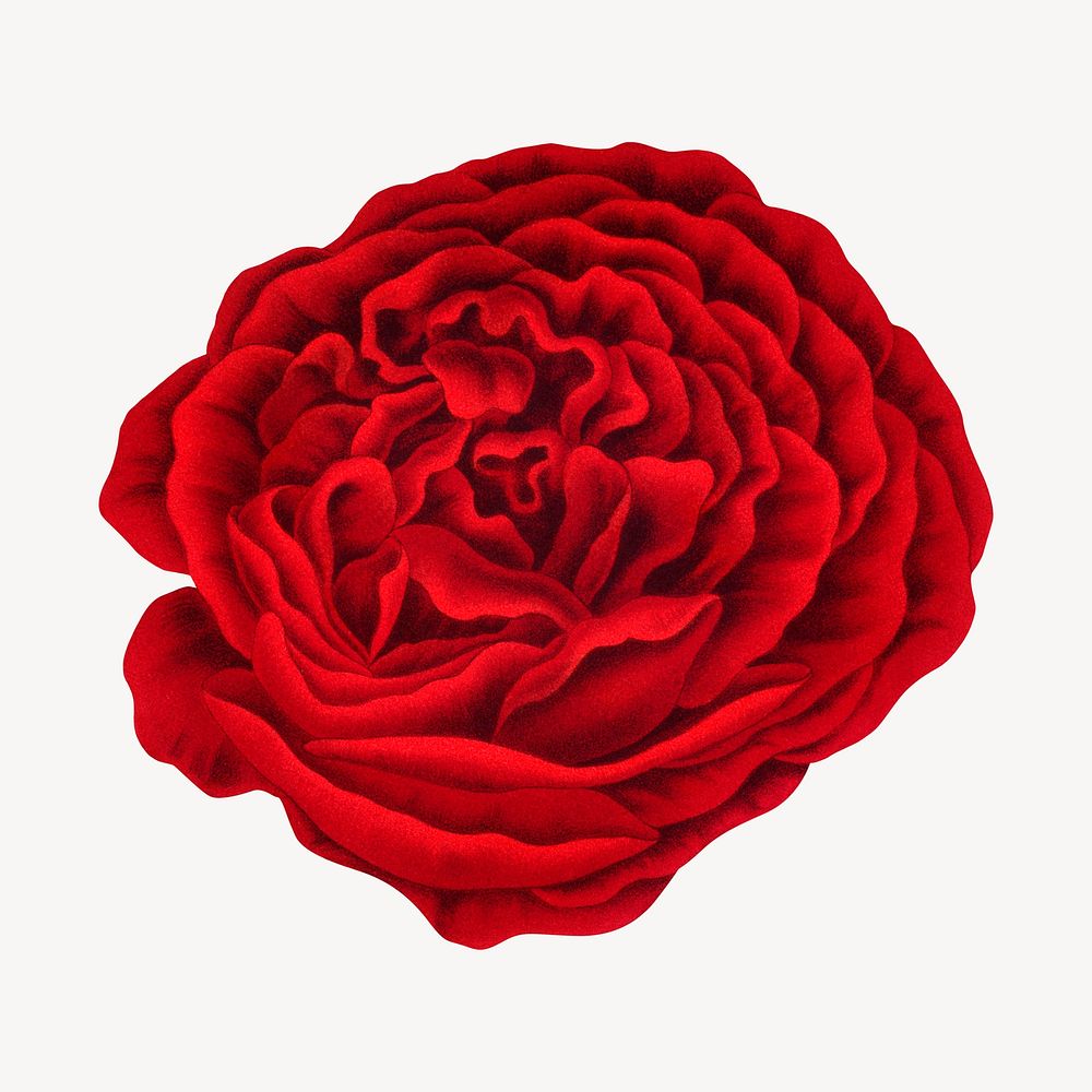Vintage red rose illustration. Remixed from our own original 1879 edition of Nederlandsche Flora en Pomona. 