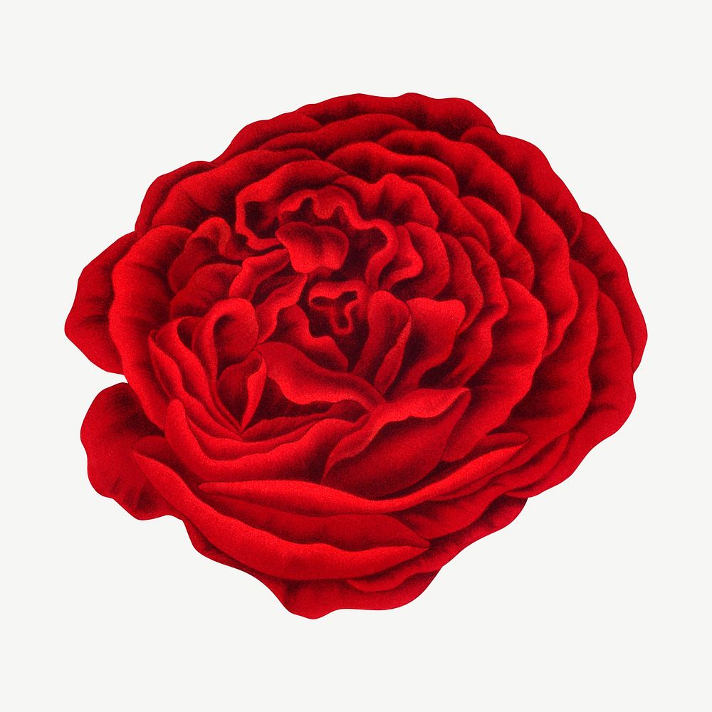 Vintage red rose illustration, collage element psd. Remixed from our own original 1879 edition of Nederlandsche Flora en…