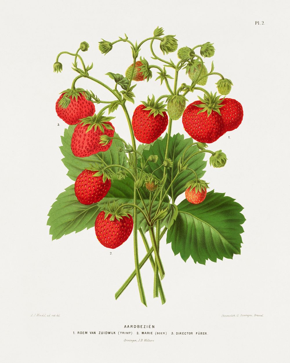 Aardbezi&euml;n (Strawberries) 1.Roem van Zuidwijk (Trimp) 2.Marie (Boer) 3.Director Furer chromolithograph plates by…