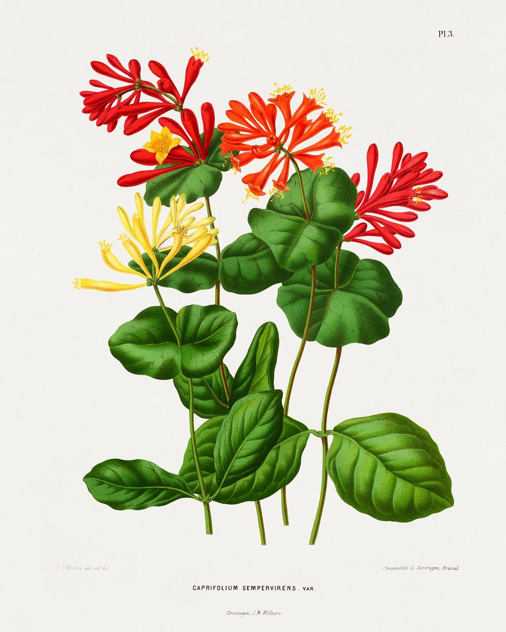 Coral honeysuckle (Caprifolium Sempervirens) chromolithograph plates by Abraham Jacobus Wendel. Digitally enhanced from our…
