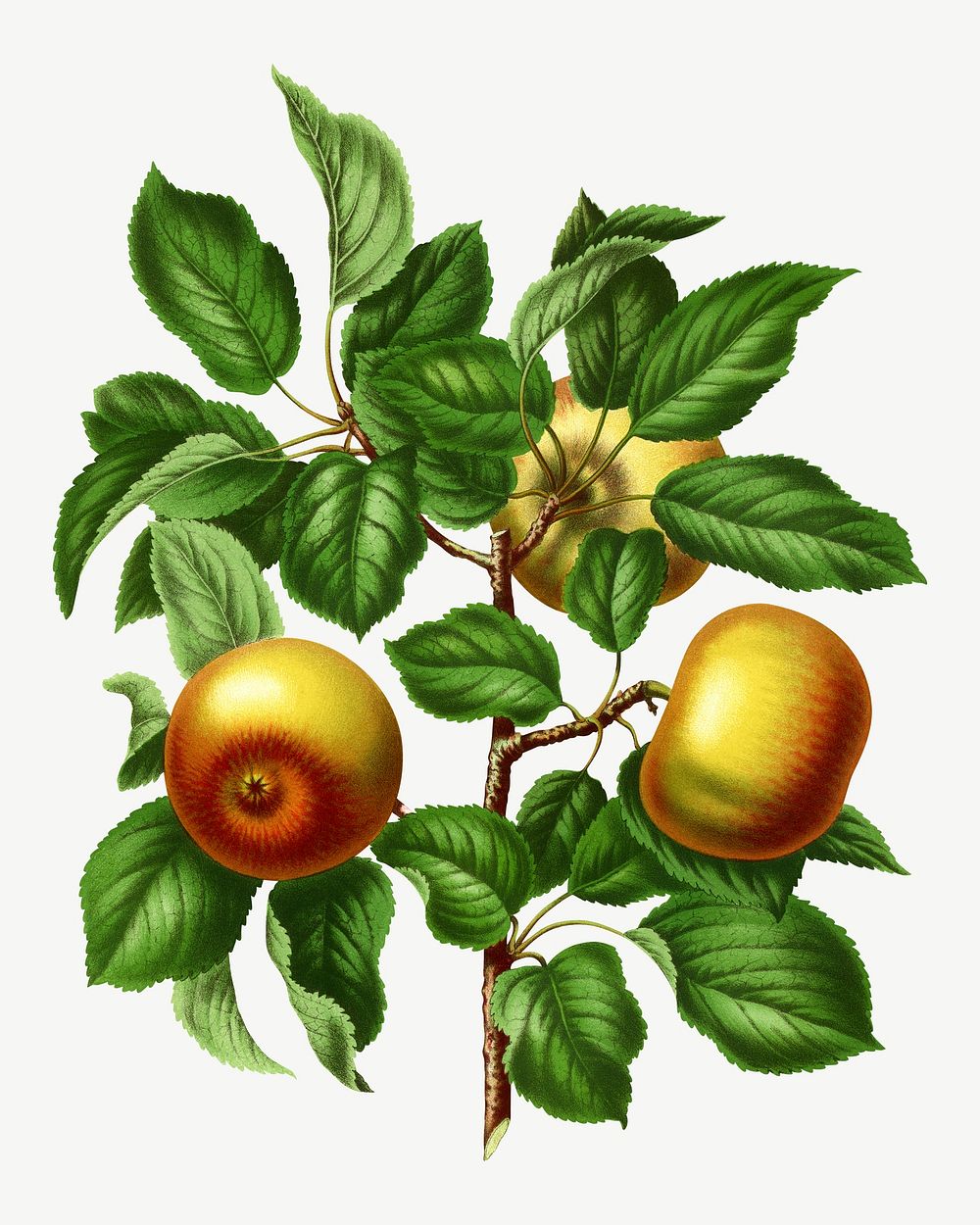 Vintage apples illustration, collage element psd. Remixed from our own original 1879 edition of Nederlandsche Flora en…