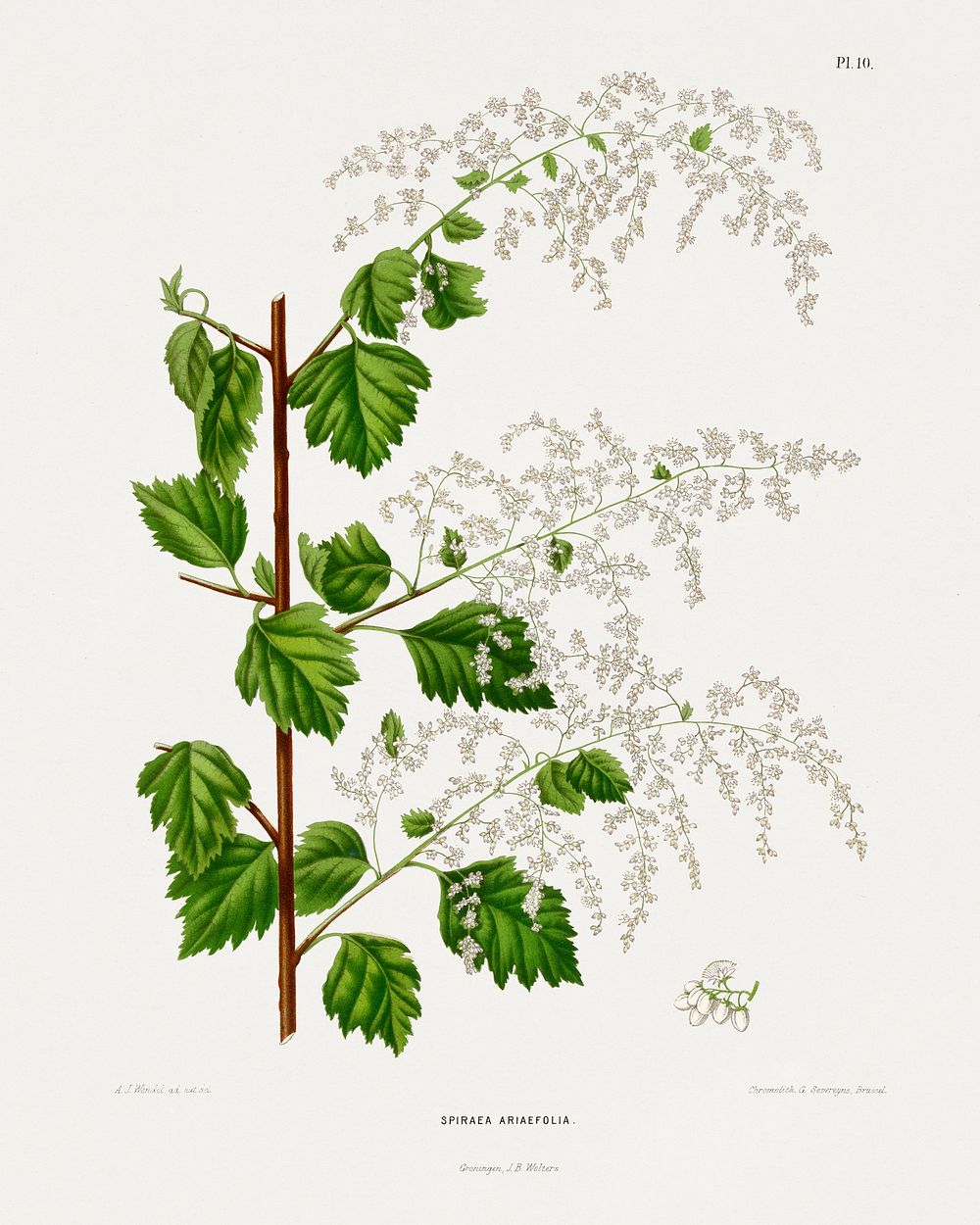 Broadleaf meadowsweet (Spiiraea Ariaefolia) chromolithograph plates by Abraham Jacobus Wendel. Digitally enhanced from our…