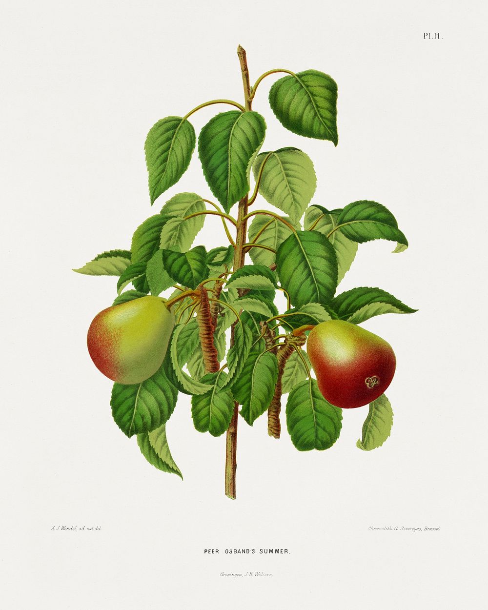 Pear (Peer Osband's Summer) chromolithograph plates by Abraham Jacobus Wendel. Digitally enhanced from our own 1879 edition…
