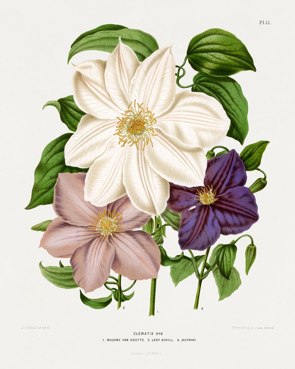 Clematis Hyb. 1.Madame Van Houtte 2.Lady Bovill 3.Jackmani chromolithograph plates by Abraham Jacobus Wendel. Digitally…