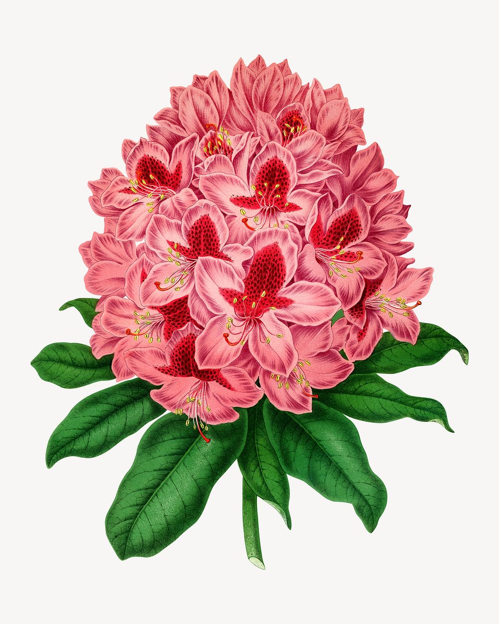 Vintage rhododendron flower illustration. Remixed from our own original 1879 edition of Nederlandsche Flora en Pomona. 