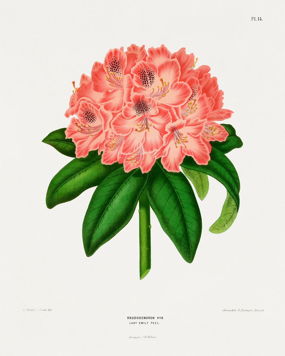 Rhododendron Hyb. Lady Emily Peel chromolithograph plates by Abraham Jacobus Wendel. Digitally enhanced from our own 1879…