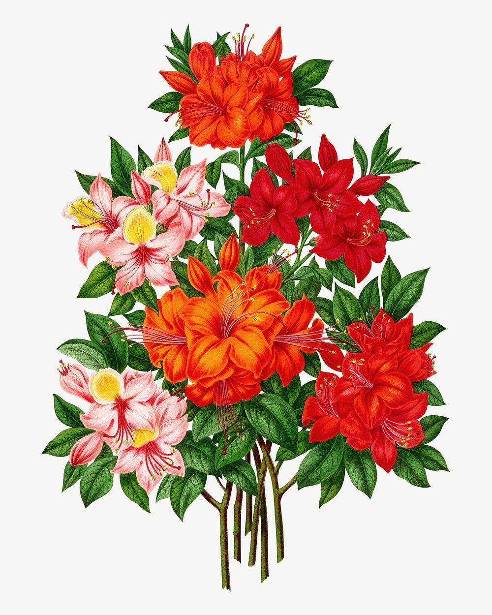 Vintage azalea illustration, collage element psd. Remixed from our own original 1879 edition of Nederlandsche Flora en…