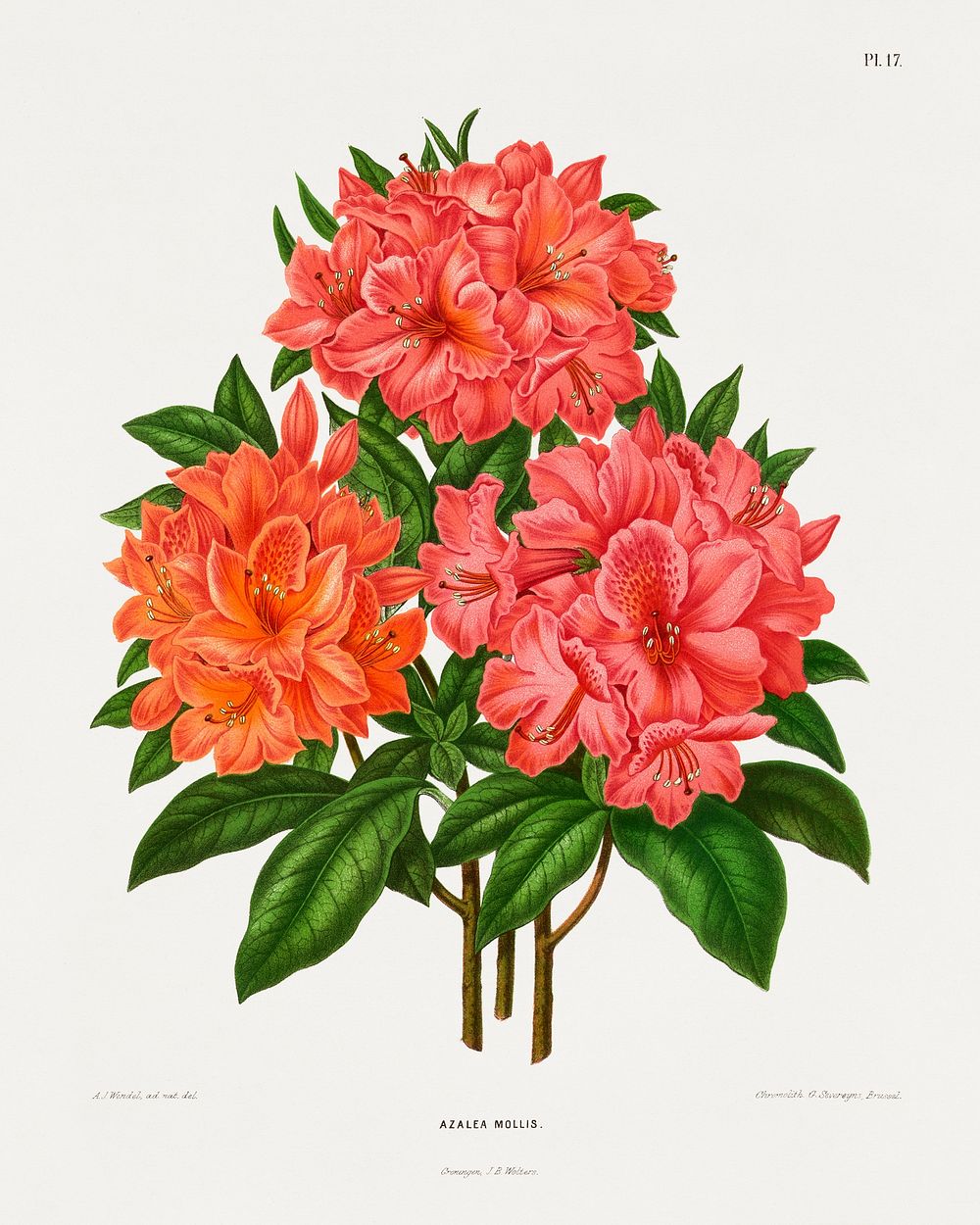 Azalea Mollis chromolithograph plates by Abraham Jacobus Wendel. Digitally enhanced from our own 1879 edition plates of…