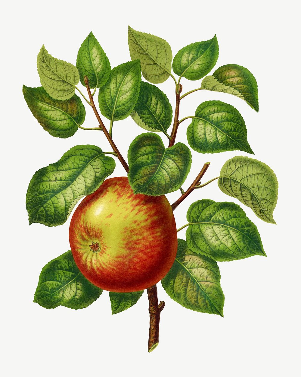 Vintage apple illustration, collage element psd. Remixed from our own original 1879 edition of Nederlandsche Flora en…