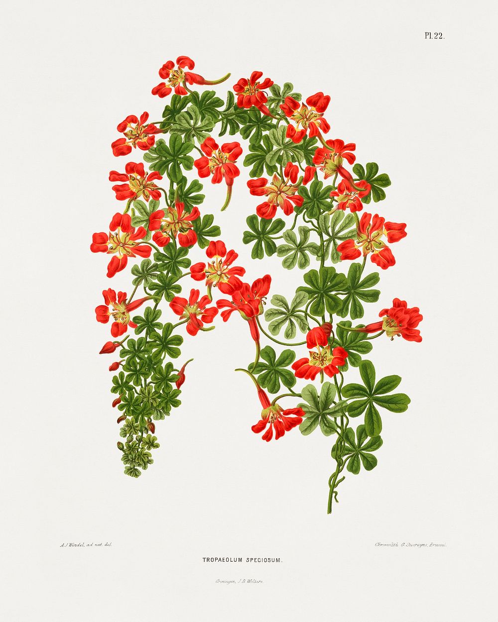 The flame flower (Tropaeolum Speciosum) chromolithograph plates by Abraham Jacobus Wendel. Digitally enhanced from our own…