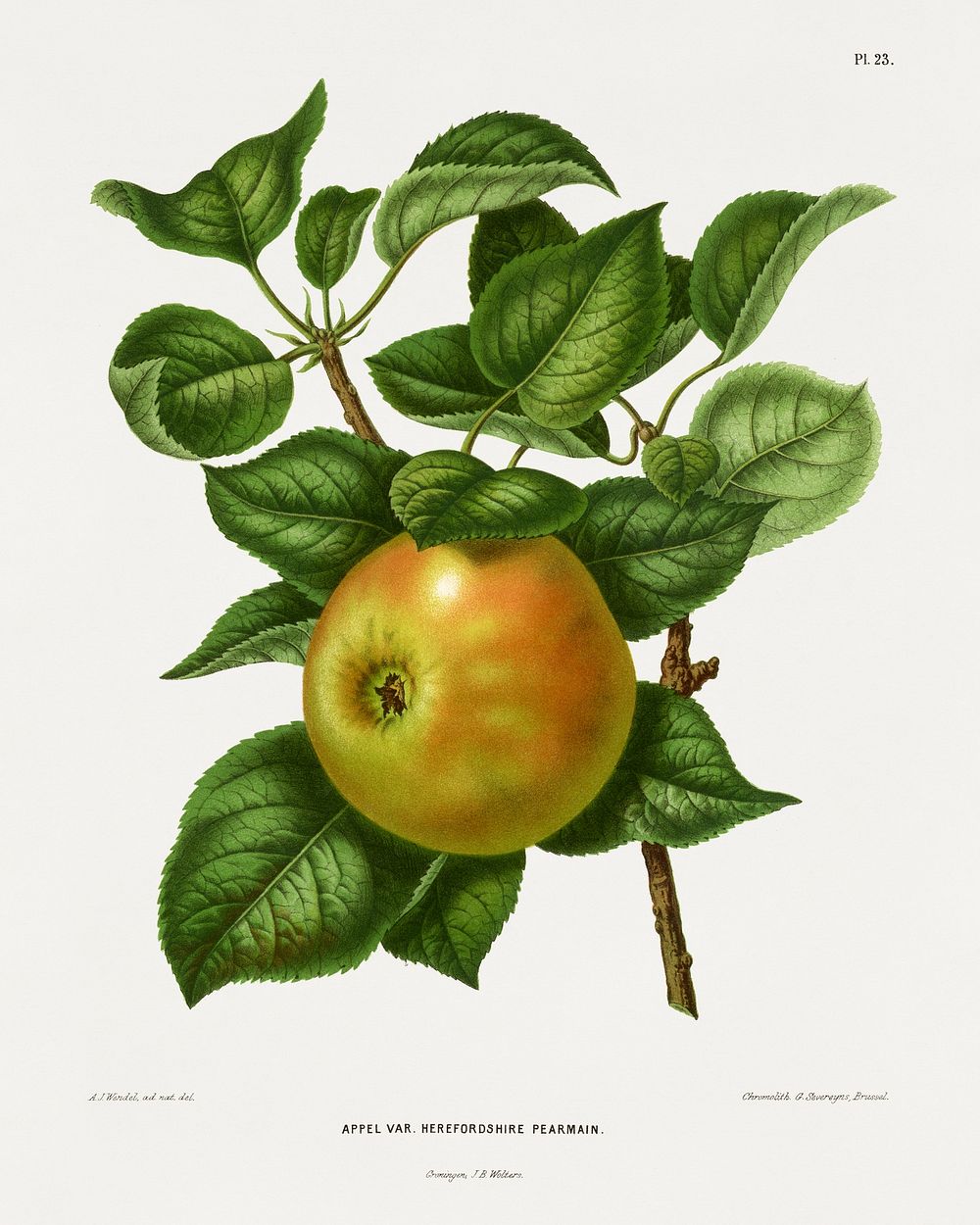 Appel Var. Herefordshire Pearmain chromolithograph plates by Abraham Jacobus Wendel. Digitally enhanced from our own 1879…