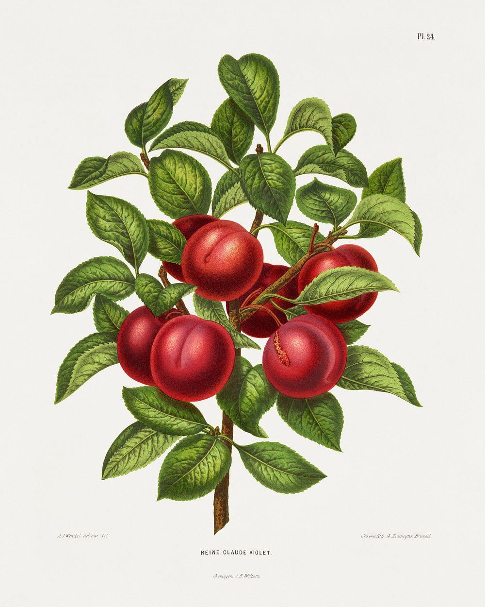 Reine Claude Violet (Plum) chromolithograph plates by Abraham Jacobus Wendel. Digitally enhanced from our own 1879 edition…