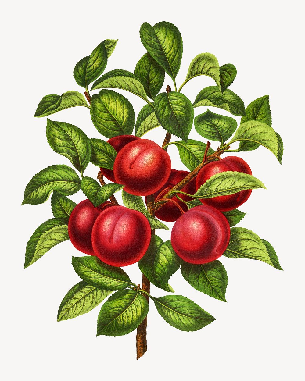Vintage plum illustration. Remixed from our own original 1879 edition of Nederlandsche Flora en Pomona. 